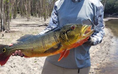 2025-2026 Peacock Bass Fishing Prime Time Spots Available!